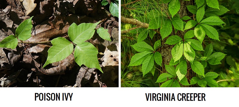 5 Easy Tricks to Tame Your Virginia Creeper | GabiRalea.ro | DIY & Living